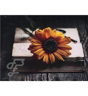 Pâquerette sur Livre